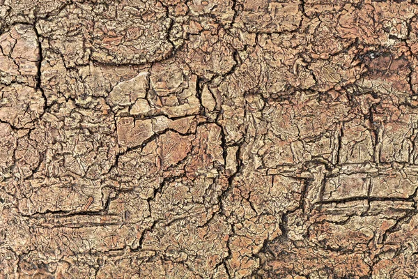 Eskimiş Kurumuş Kırmızımsı Doku — Stok fotoğraf