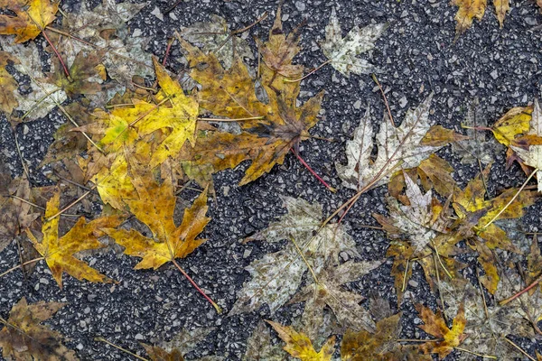 Wet Autumn Leaves Asphalt Background — Stock Photo, Image