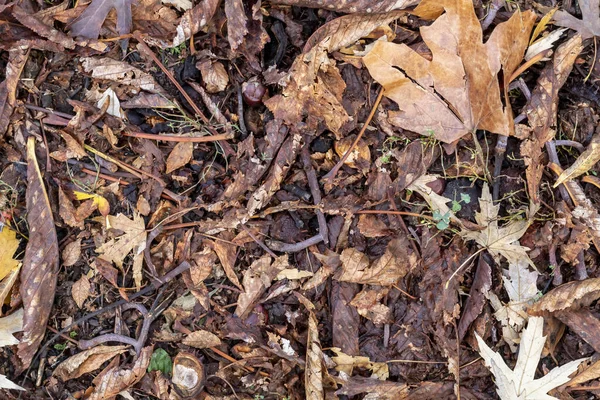 Texturerat Skapad Bruna Höstlöv Och Kastanjer Marken — Stockfoto