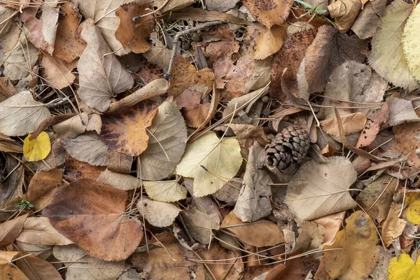 Textura Criada Partir Folhas Outono Com Single Pine Cone Topo — Fotografia de Stock