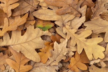 Kuru Kahverengi Meşe Sonbahar Yapraklarından Oluşturulan Arkaplan