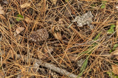 Firavun İğneleri ve Konilerinin Oluşturduğu Arkaplanı Kapat