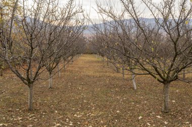 Tipik Sırp Erik Bahçesi Sonbaharda