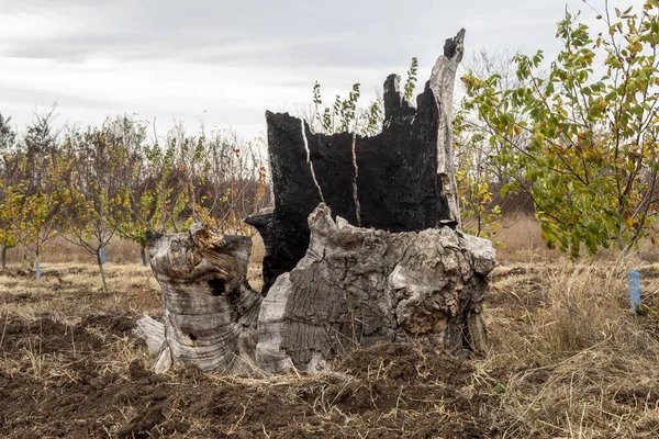 Parte Inferiore Sopravvissuta Quercia Molto Vecchia Grande Bruciata Nel Fuoco — Foto Stock