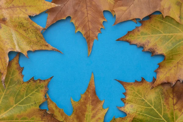 Composición Creativa Usando Hojas Otoño Marrones Sobre Fondo Azul Copiar — Foto de Stock