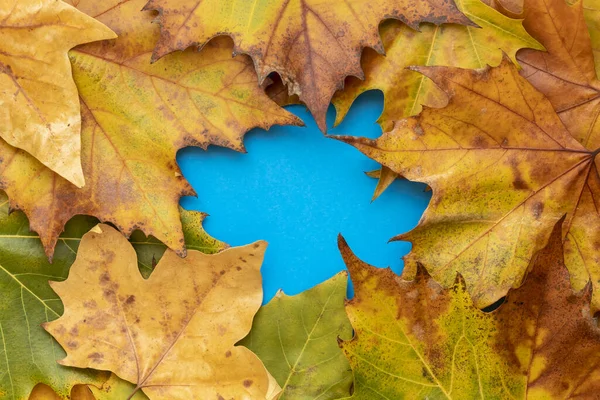 Composición Creativa Usando Hojas Otoño Marrones Sobre Fondo Azul Copiar — Foto de Stock