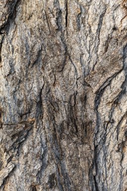 Arkaplan ya da Kaplama için Ağaç Kabuğu Dokusunu Kapat