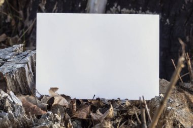 Kesilen Ağaca Kopya Alanı Eklenmiş Boş Beyaz Kağıt