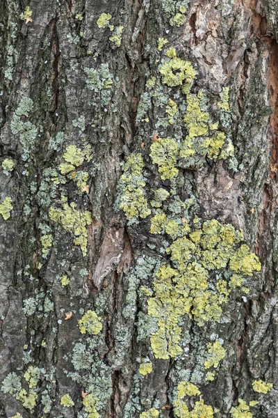 Υφή Φλοιού Δέντρου Καλυμμένη Βρύα — Φωτογραφία Αρχείου