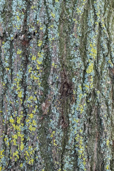 Ağaç Kabuğu Dokusu Yosun Ile Kaplı — Stok fotoğraf