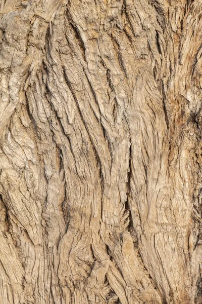 Arkaplan Kaplama Için Ağaç Kabuğu Dokusunu Kapat — Stok fotoğraf