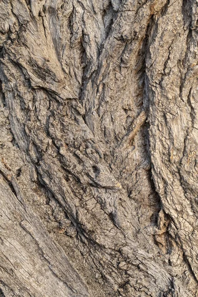 背景或覆盖的树皮树皮结构 — 图库照片