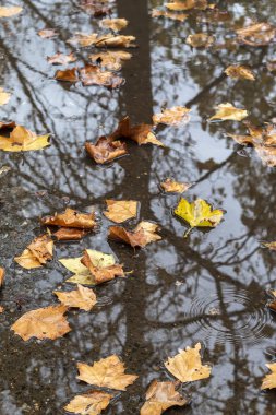 Ağaç Yansımalı Sonbahar Yaprakları