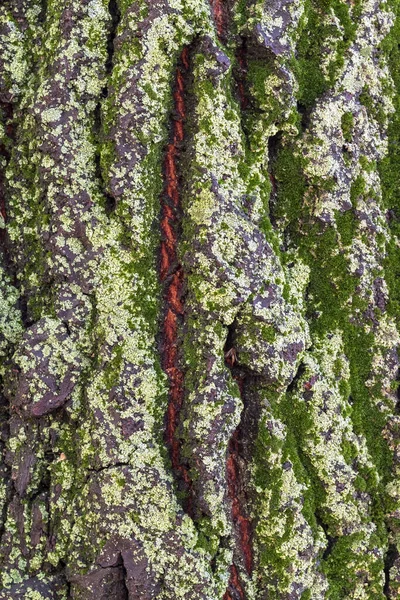 Zavřít Texturu Kůry Stromu Mechem — Stock fotografie