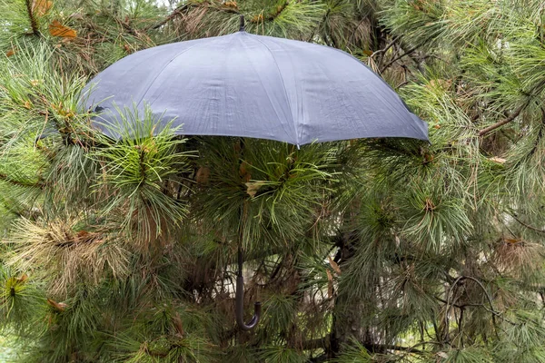 挂在松树上的黑色雨伞 — 图库照片