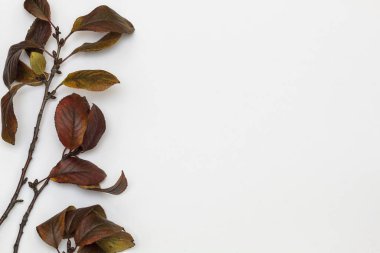 Beyaz Arkaplanda Kuru Sonbahar Yaprakları Kullanımı Kompozisyonu. Boşluğu Sağ Tarafa Kopyala