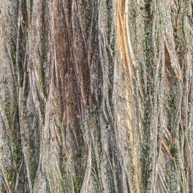 Ağaç kabuğu dokusu kapat