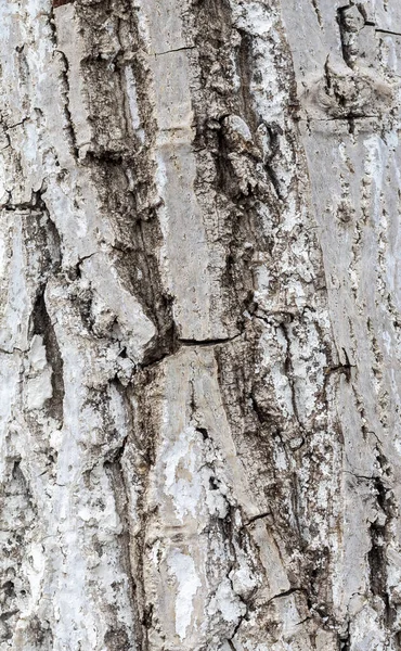 나무껍질의 질감을 가까이 — 스톡 사진