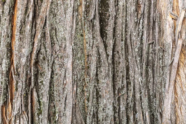 Baumrindenstruktur Aus Nächster Nähe — Stockfoto