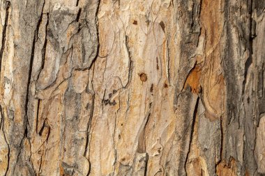 Kahverengimsi Ağaç Kabuğu Dokusunu Kapat
