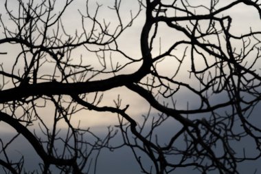 Gökyüzü arka planda ağaç dalları silueti