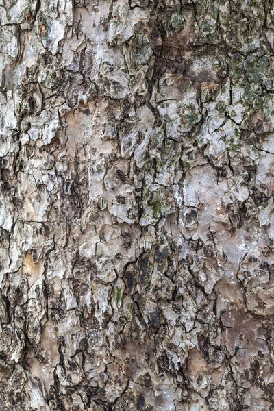 Closeup Tree Bark Texture Background Overlay — Stock Photo, Image