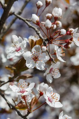 Japon Kiraz Ağacı Bahar Çiçeği