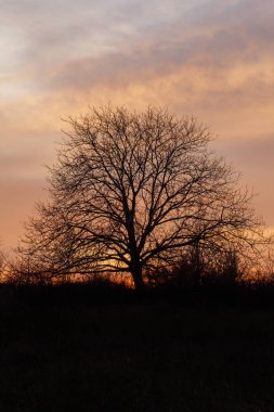 Günbatımına Karşı Yalnız Ağacın Silueti