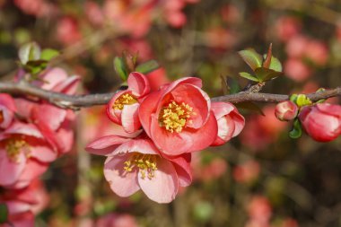 Pembe Çiçekleri Kapat Bahar Çiçeği
