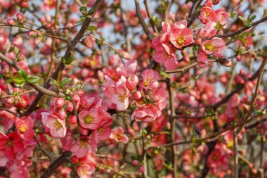 Pembe Çiçekleri Kapat Bahar Çiçeği