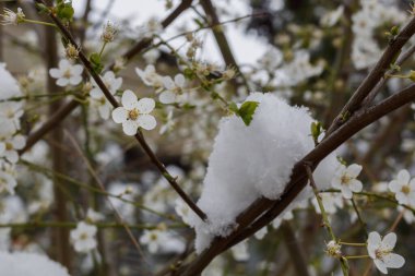 Beklenmedik Karla Bahar Çiçeği