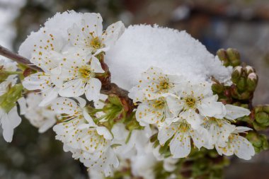 Beklenmedik Karlı Kiraz Çiçeği