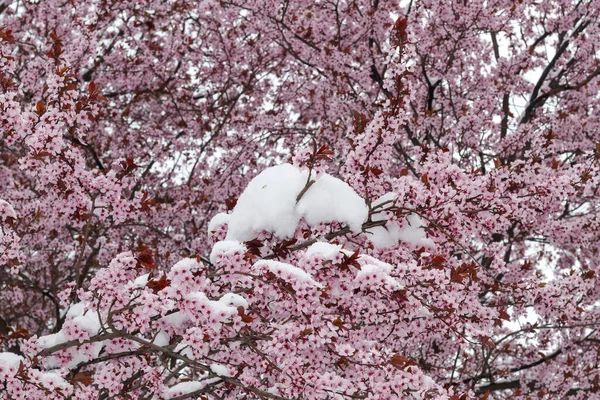 Spring Blossom With Unexpected Snow