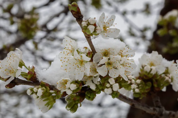 Flor Doce Primavera Cereja Com Neve Inesperada — Fotografia de Stock