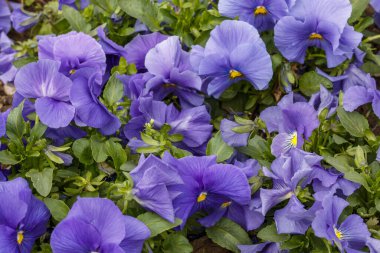 Baharda Güzel Mavi Çiçekler