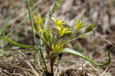 Güzel Vahşi Sarı Çiçekler Bahar Çiçeği