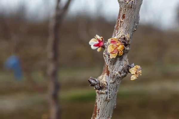 Fin Floraison Branche Abricot — Photo