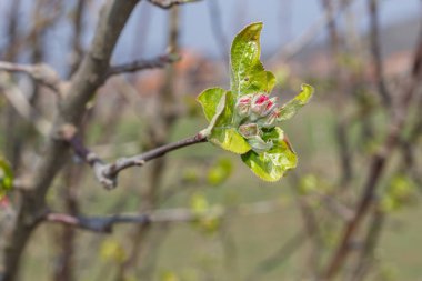 Bahar Çiçekli Elma Ağacı Dalları