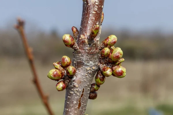 Buds Cerezo Dulce Antes Floración Primavera — Foto de Stock