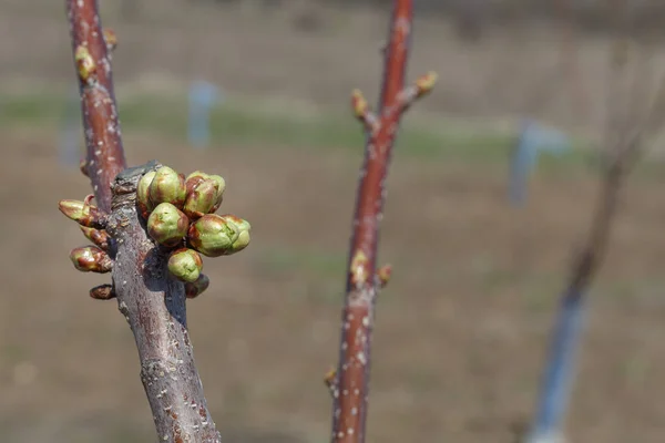 Bourgeons Cerisier Doux Avant Floraison Printanière — Photo