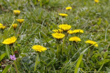 Güzel Sarı Karahindiba Çiçekleri Bahar Çiçeği