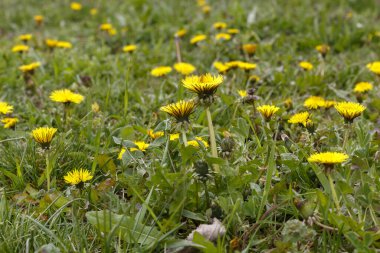 Güzel Sarı Karahindiba Çiçekleri Bahar Çiçeği