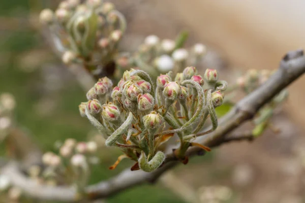 Peach Beginning Spring Blossom — Stock Photo, Image