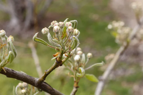 Melocotón Comienzo Floración Primavera — Foto de Stock