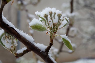 Bahar Çiçeğinde Armut Şubesi Beklenmedik Kar yağışıyla
