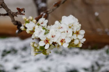 Bahar Çiçeğinde Armut Şubesi Beklenmedik Kar yağışıyla