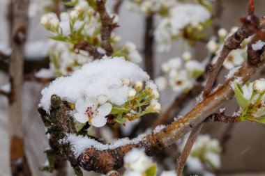 Bahar Çiçeğinde Armut Şubesi Beklenmedik Kar yağışıyla