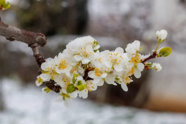 Ramo Pêra Flor Primavera Com Neve Inesperada — Fotografia de Stock