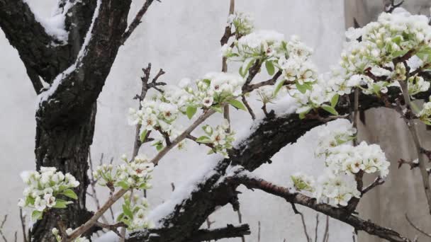 Ramo Pêra Flor Primavera Com Neve Inesperada — Vídeo de Stock