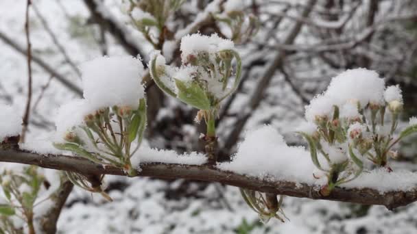 Rama Pera Flor Primavera Con Nieve Inesperada — Vídeo de stock